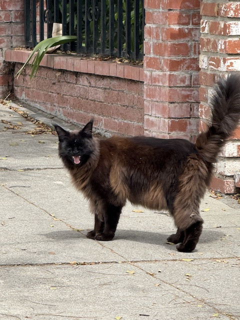 on my way to work i found this maine coon on the street - i want to know if it has a home but it didn't have a collar